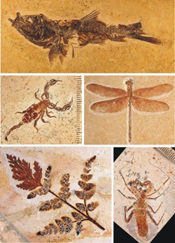 Caption: Box 1 - Crato fossils – top, gonorhynchiform fish Dastilbe; middle left, scorpion; middle right, dragonfly; bottom left, fern frond showing both fertile and infertile pinnules; bottom right, whipscorpion (uropygid).